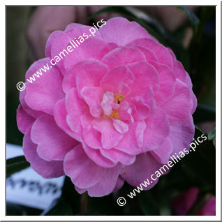 Camellia Hybride C.x williamsii 'Gwavas'