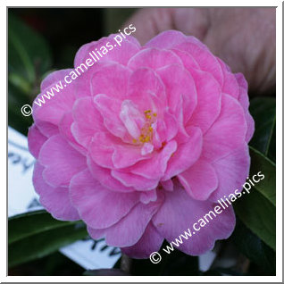 Camellia Hybrid C.x williamsii 'Gwavas'