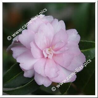 Camellia Sasanqua 'Gwen Pike'