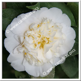 Camellia Japonica 'Gwenneth Morey'