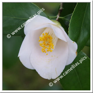Camellia Japonica 'Gyokuhai'