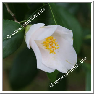 Camellia Japonica 'Gyokuhai'