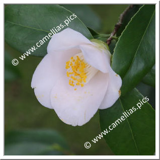 Camellia Japonica 'Gyokuhai'