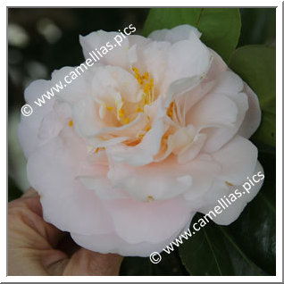 Camellia Japonica 'Gyôzan'