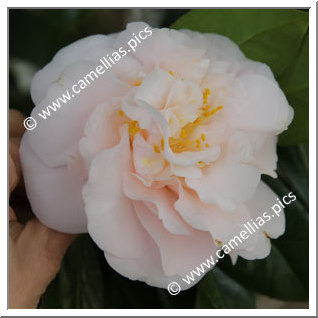 Camellia Japonica 'Gyôzan'