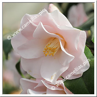 Camellia Japonica 'Hagoromo'