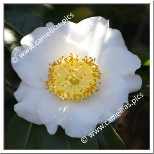 Camellia Camellia Japonica de Higo 'Hakkaku'