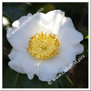 Camellia Higo Camellias 'Hakkaku'