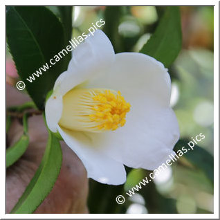 Camellia Japonica 'Haku-ô'