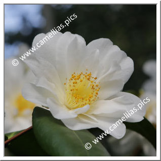 Camellia Japonica 'Hakubotan-Chûbu'