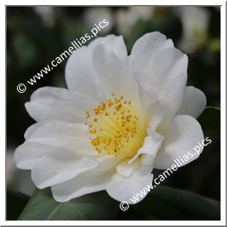 Camellia Japonica 'Hakubotan-Chûbu'