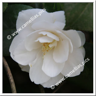 Camellia Japonica 'Hakugan'