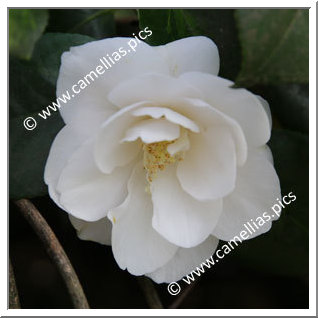 Camellia Japonica 'Hakugan'