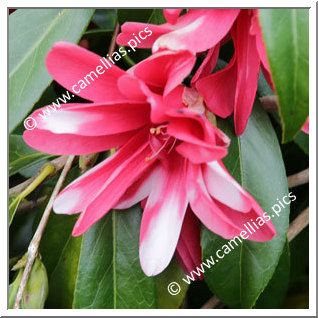 Camellia Japonica 'Hakuhan-kujaku'