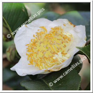 Camellia Camellia Japonica de Higo 'Hakuhô'
