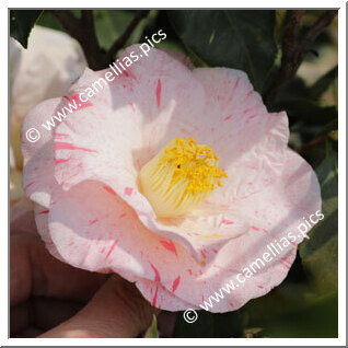 Camellia Japonica 'Hakuro-nishiki'