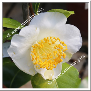 Camellia Higo Camellias 'Hakusen'