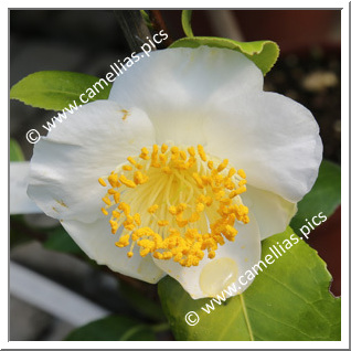 Camellia Camellia Japonica de Higo 'Hakusen'