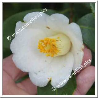 Camellia Japonica 'Hakushû'