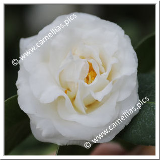 Camellia Japonica 'Hakutsuru'