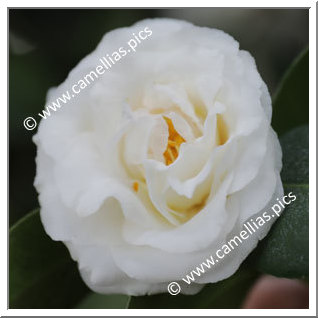 Camellia Japonica 'Hakutsuru'