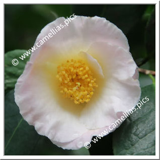 Camellia Hybrid 'Hama-no-akebono'