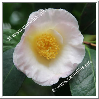 Camellia Hybride 'Hama-no-akebono'