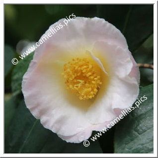 Camellia Hybride 'Hama-no-akebono'