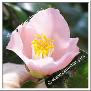 Camellia Japonica 'Hamadayama'