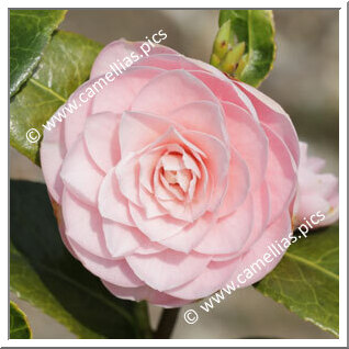 Camellia Japonica 'Hampsteadii'