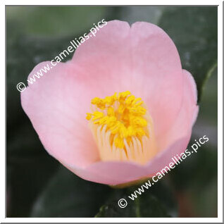Camellia C. rusticana 'Hana-akari'