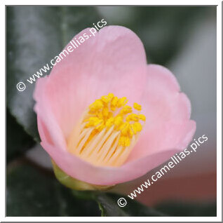 Camellia C. rusticana 'Hana-akari'