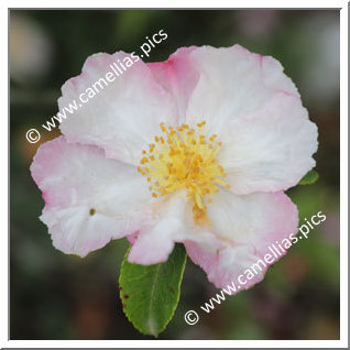 Camellia Sasanqua 'Hanajiman'