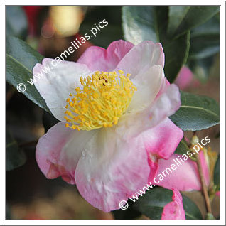 Camellia Sasanqua 'Hanajiman'