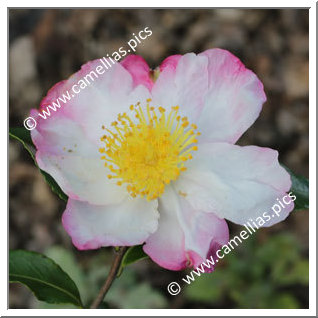 Camellia Sasanqua 'Hanajiman'