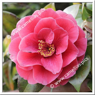 Camellia Japonica 'Hana-no-sato'