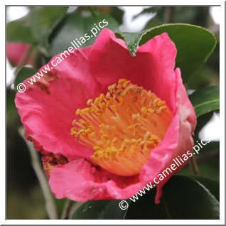 Camellia Japonica 'Hanadaijin'