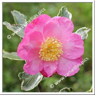 Camellia Sasanqua 'Hanadaijin-benten'