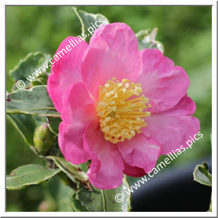 Camellia Sasanqua 'Hanadaijin-benten'