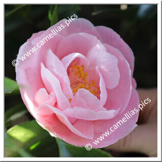 Camellia Japonica 'Hanafûki'