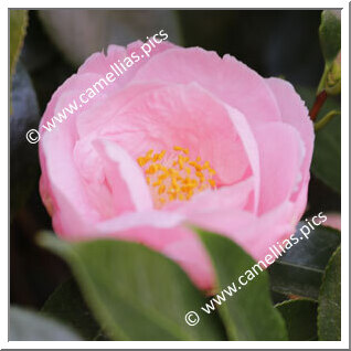 Camellia Japonica 'Hanafûki'