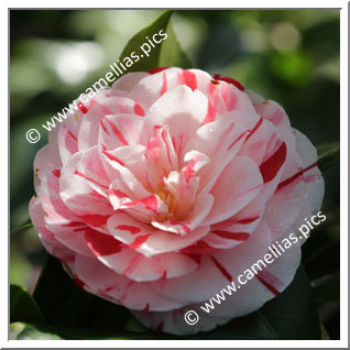 Camellia Japonica 'Hanamigasa'