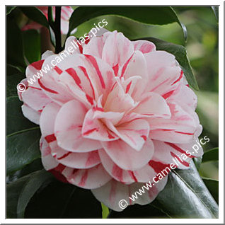 Camellia Japonica 'Hanamigasa'
