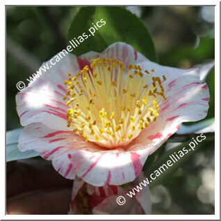 Camellia Japonica 'Hanamiguruma (Chûbu)'