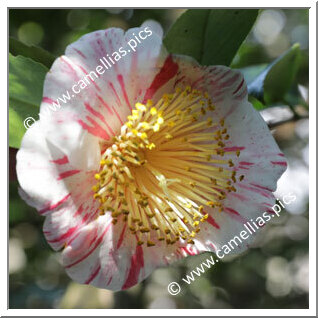 Camellia Japonica 'Hanamiguruma (Chûbu)'