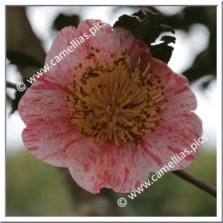 Camellia Japonica 'Hanamiguruma (Kantô)'