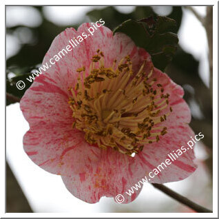 Camellia Japonica 'Hanamiguruma (Kantô)'