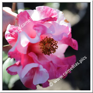 Camellia Japonica 'Happy Harlequin'