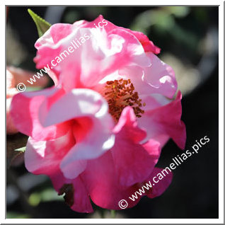 Camellia Japonica 'Happy Harlequin'