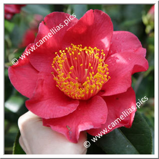 Camellia Japonica 'Happy Higo'